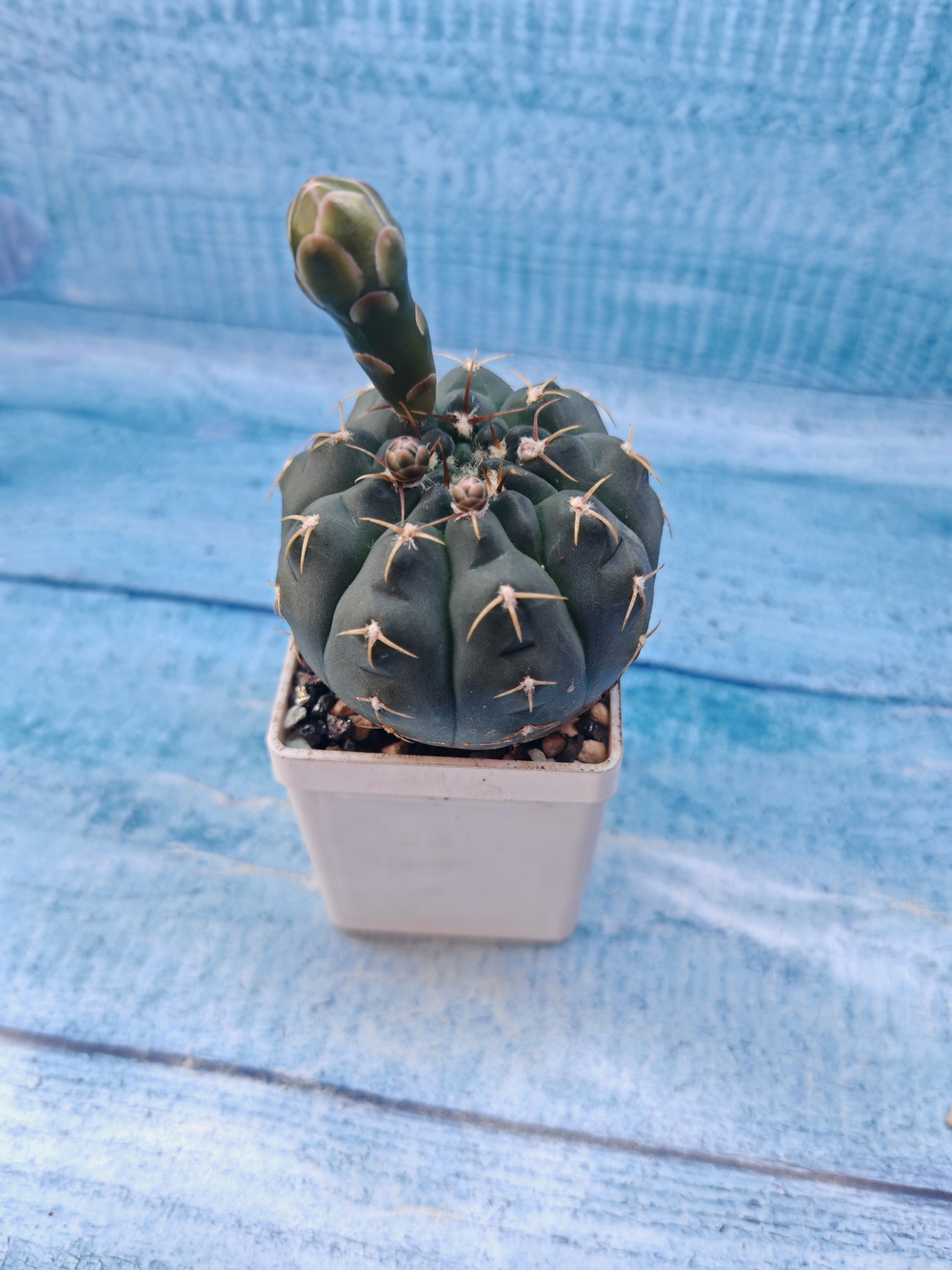 Gymnocalycium Quehlianum (Гимнокалициум)
