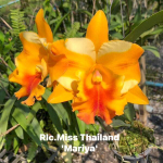Орхидея ринхолелиокаттлея RLC. MISS THAILAND MARIYA
