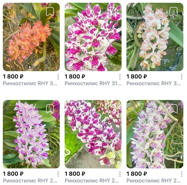 Предзаказ Орхидеи ванды, ринхи и природные Таиланд, поставка S19 июнь 2026 Предзаказ Орхидеи ванды, ринхи и природные Таиланд, поставка S19 июнь 2026