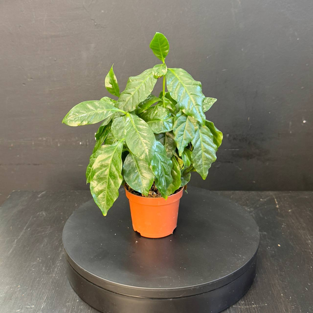 Кофейное дерево (Coffea arabica)