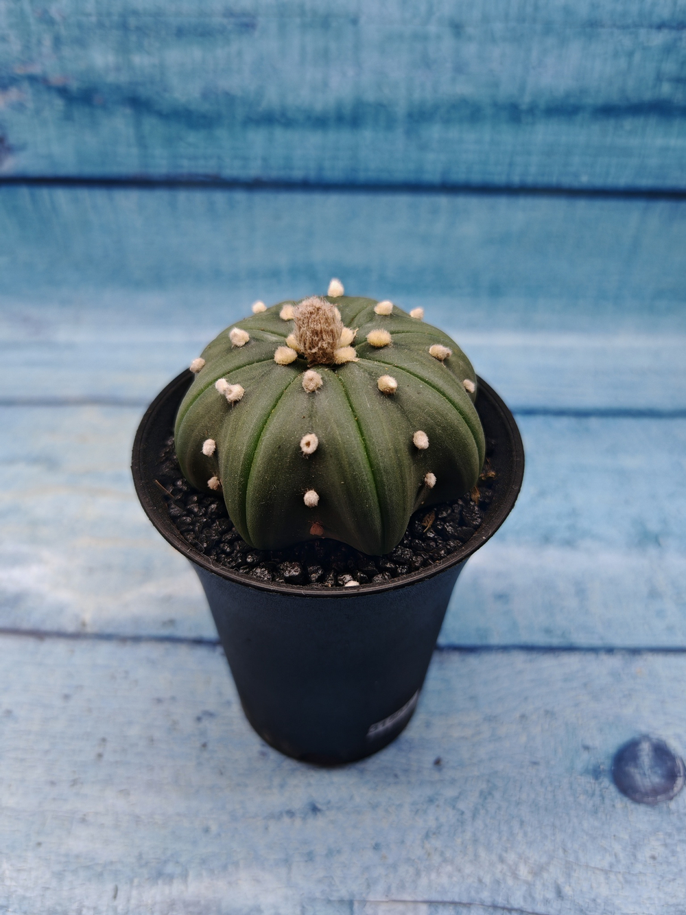 Astrophytum Asterias (Астрофитум)