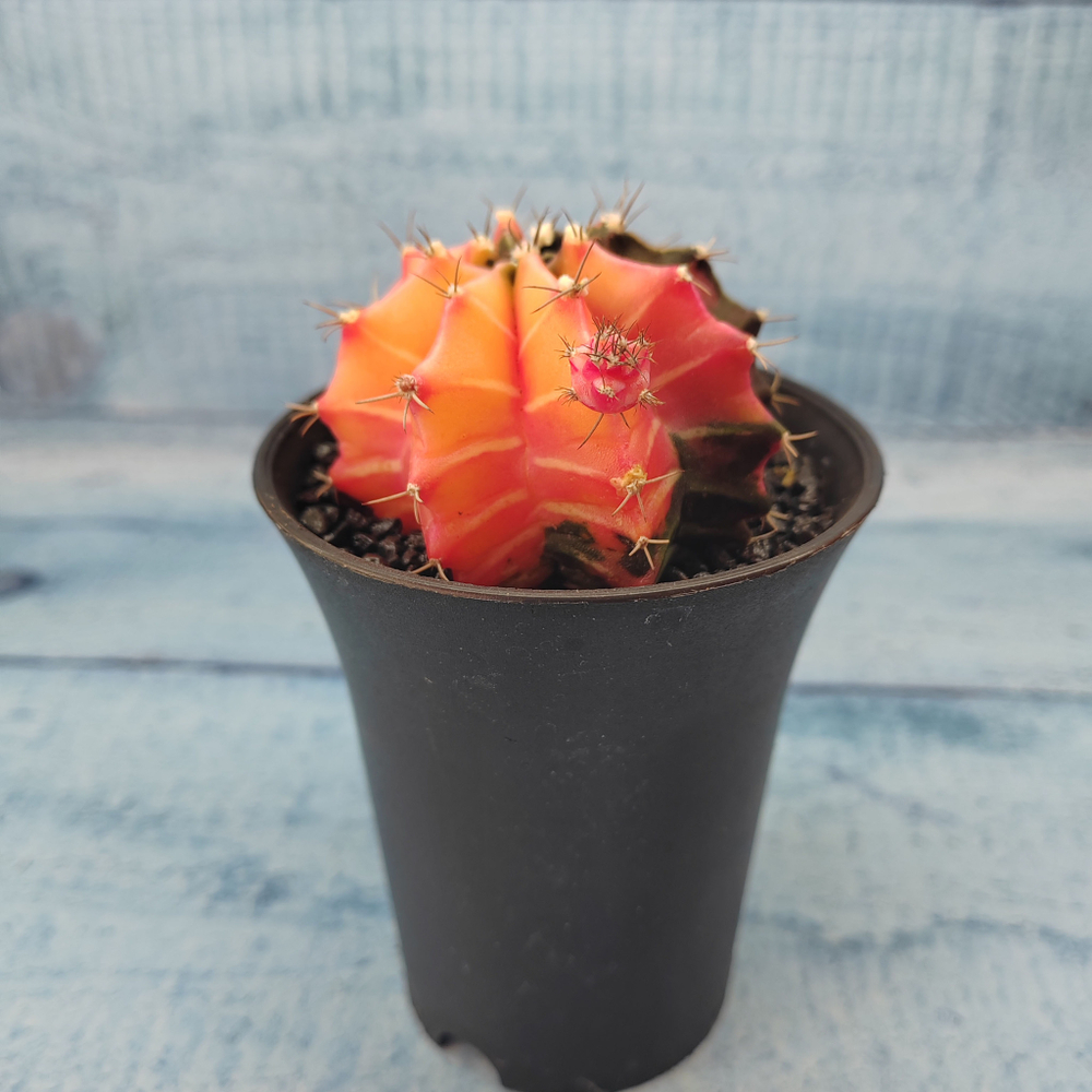 Gymnocalycium Variegata (Гимнокалициум Вариегатный)