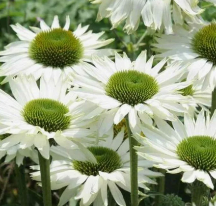 Эхинацея Вирджин в контейнере 1 л май