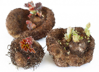 Пробуждаем красоту: как проверить и подготовить клубнелуковицы бегоний и глоксиний к весне