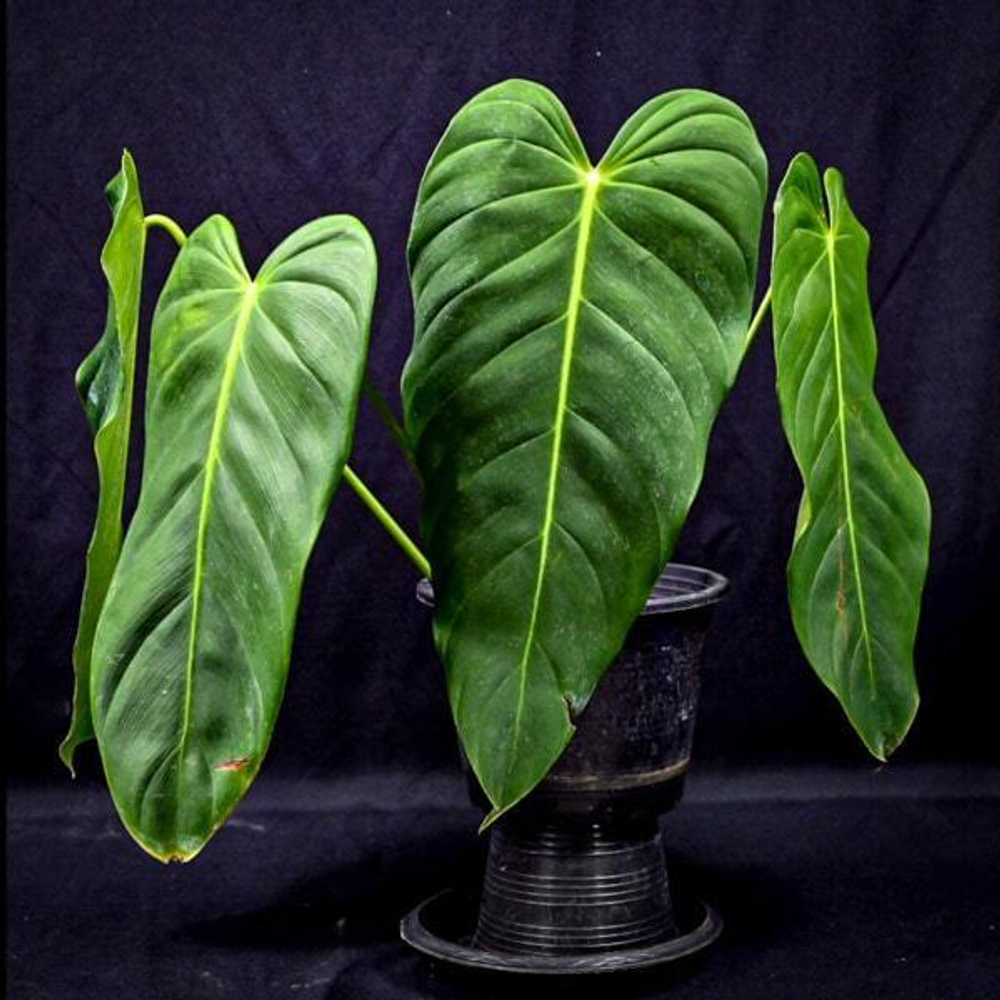 Филодендрон ESMERALDENSE