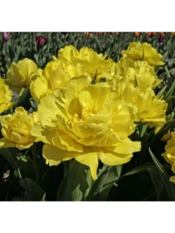 Тюльпаны пионовидные ,луковицы сорт LIMOUSINE желтые (4шт)
