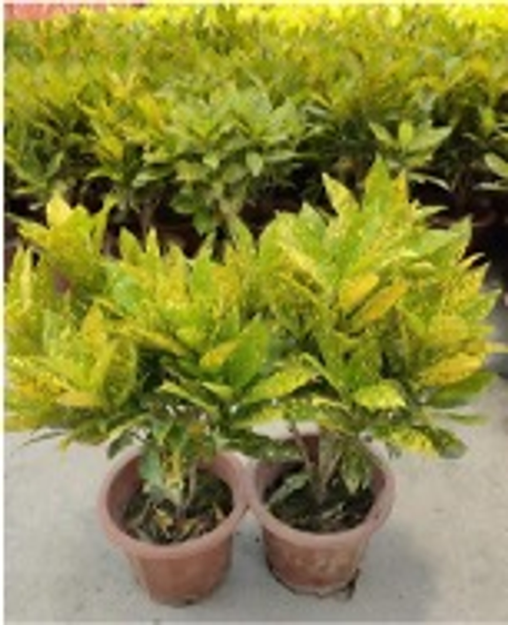 Кодиеум д.18