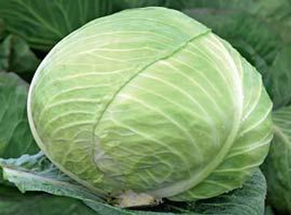 Девотор F1 семена капусты белокочанной (Syngenta / Сингента) продукт – фото 2