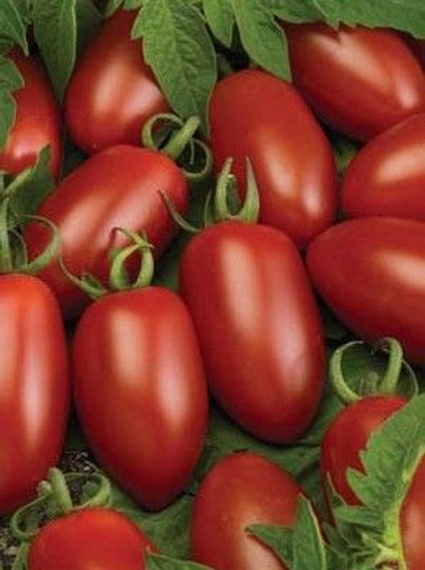 Каприз F1 семена томата индетерминантного (De Ruiter Seeds / Де Ройтер Сидс) – фото 2