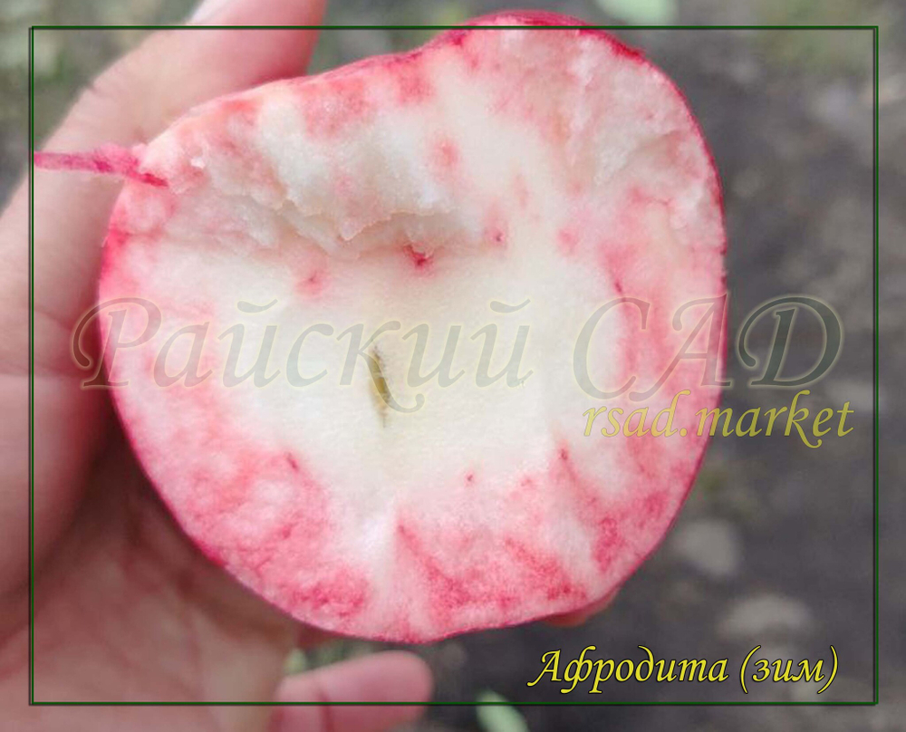 Яблоня Афродита