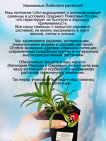 Гипсофила махровая розовая Фламинго