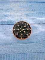 Gymnocalycium Friedrichii (Гимнокалициум)