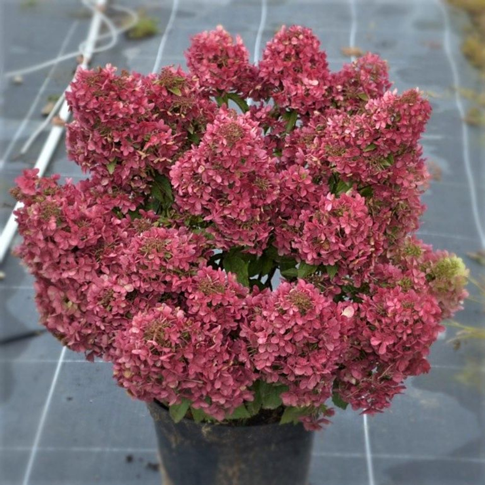 Гортензия метельчатая Петит стар-Маленькая Звезда (Hydrangea paniculata Petite Star)