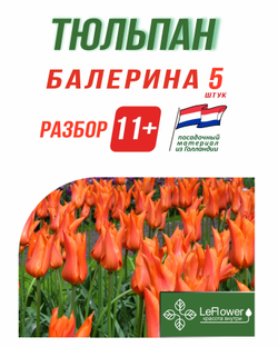 Тюльпан Луковица, Балерина 5 шт, разбор 11+