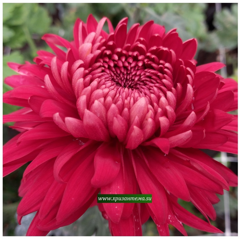 Хризантема крупноцветковая Misty Red/ан 26 отгрузка май 26г/