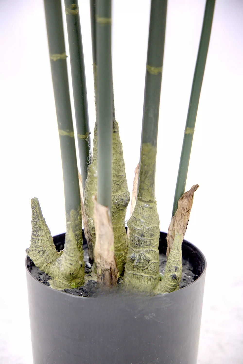 Бамбук (Листоколосник бамбуковый) 210см