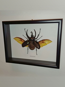 Жук Chalcosoma chiron 116 мм в рамке