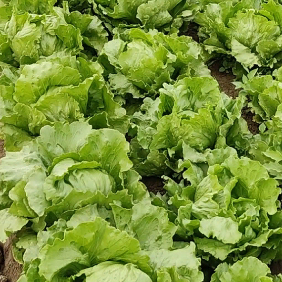 Айс Циркль семена салата айсберг (Syngenta / ALEXAGRO) культура – фото 4