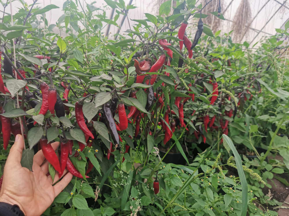 Сладкий Фиолетовый Японский Чили Перец Мурасаки Тогараши Ямато - 紫とうがらし