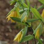 Увилярия крупноцветковая. Uvularia grandiflora.