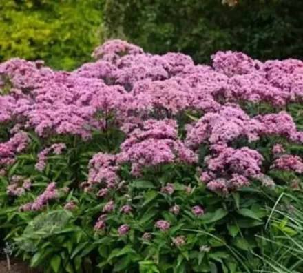 ПОСКОННИК ПЯТНИСТЫЙ ATROPURPUREUM