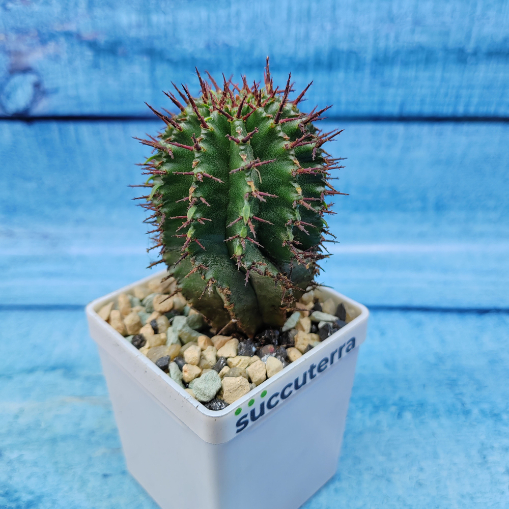 Euphorbia Polygona (Эуфорбия)