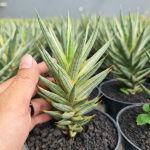 Сансевиерия FRANCISII WHITE