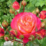 Роза флорибунда Мидсаммер С4
