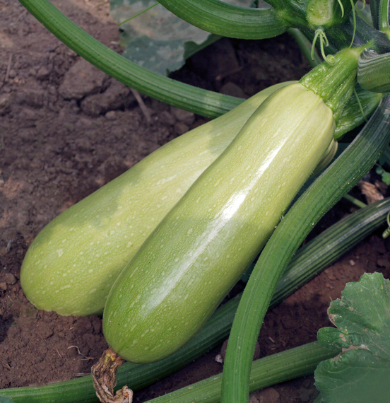 АРАЛ F1 семена кабачка Sakata купить – фото 6