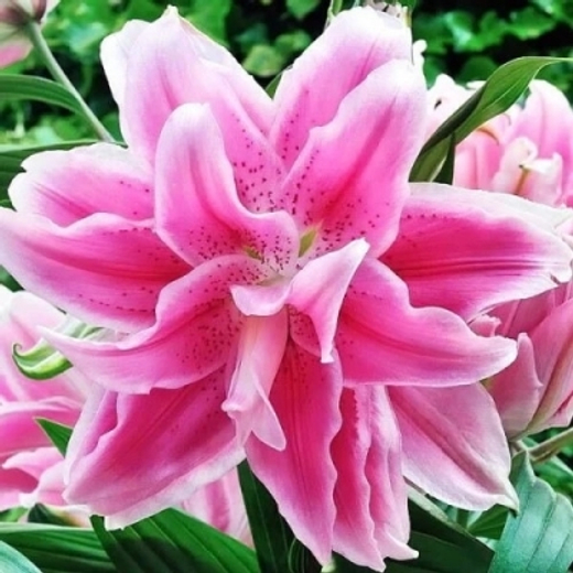 Лилия Роузлилия Изабелла 1 шт размер 16/18 Закупка М67 апрель 2026