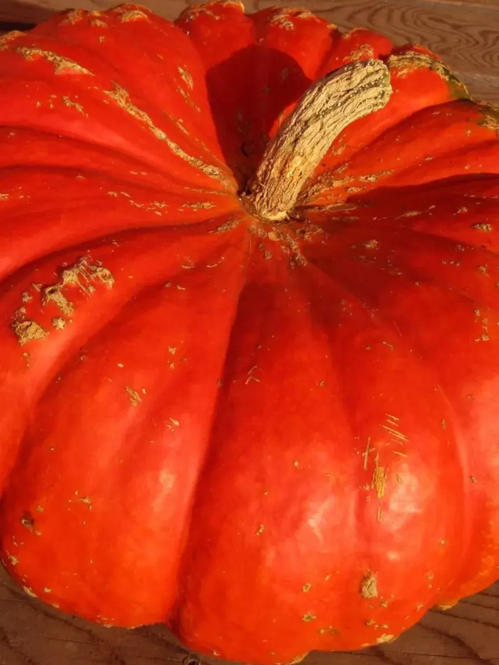 Семена тыквы Мулен Руж