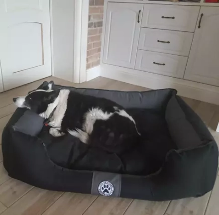 Лежанка для средней собаки разборная размер L серая черная Царь-лежанка Lapalandia