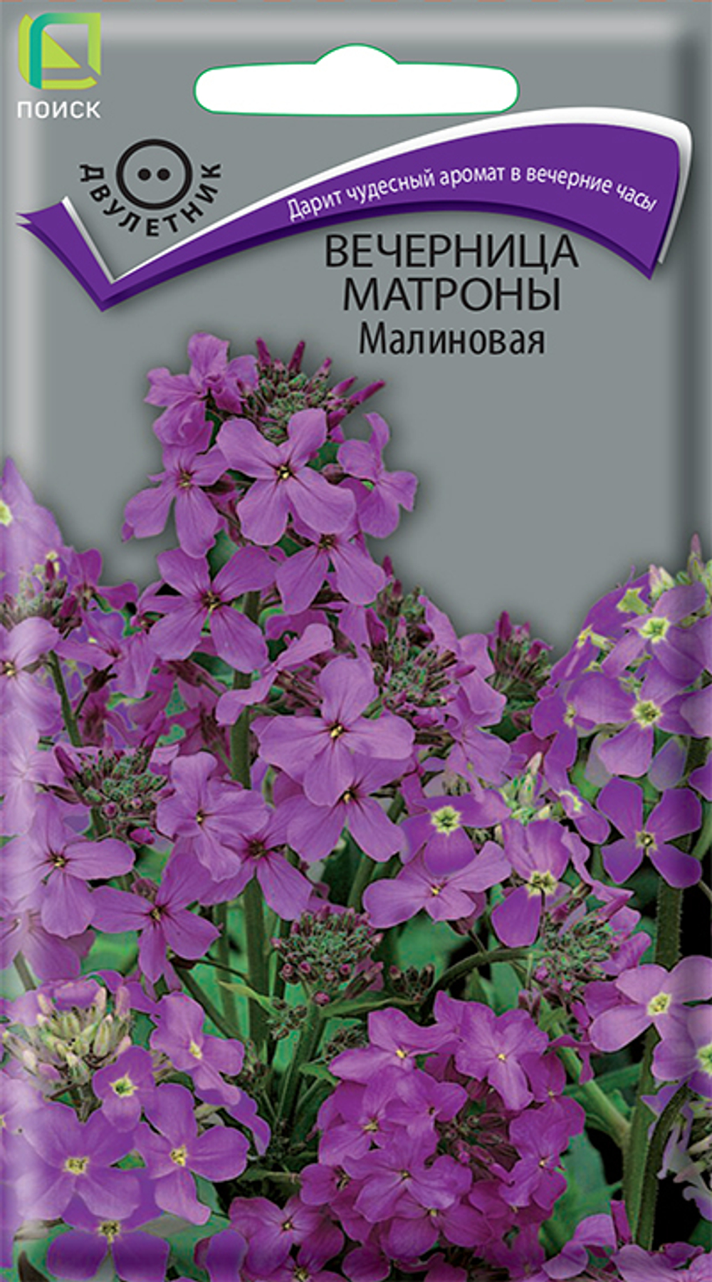 Вечерница Матроны Малиновая