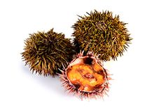 Морской еж ЖИВОЙ, шт