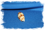 Коллекционная морская ракушка Conus mitratus, Конус митратус