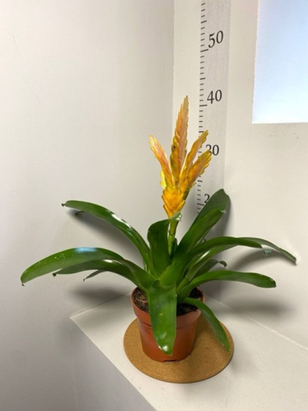 Вриезия Экселент Микс, D12см Н40см, 1шт, Нидерланды