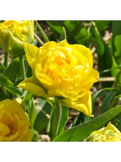 Тюльпаны пионовидные ,луковицы сорт LIMOUSINE желтые (4шт)