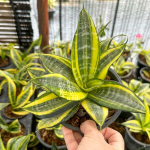 Сансевиерия JAPANESE TWIST