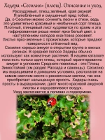 Хедера Сесилия Плющ гофрированный