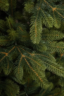 Искусственная елка Приморская 180 см., 100% литая хвоя, Елкиторг (53180)