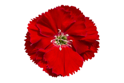 Гвоздика Диана Скарлет (50шт) Витагрин Профи