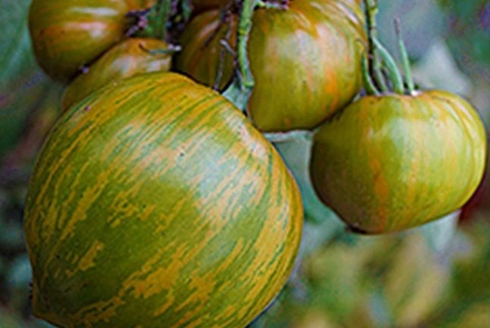 Томат Берекли Тай Дай Грин