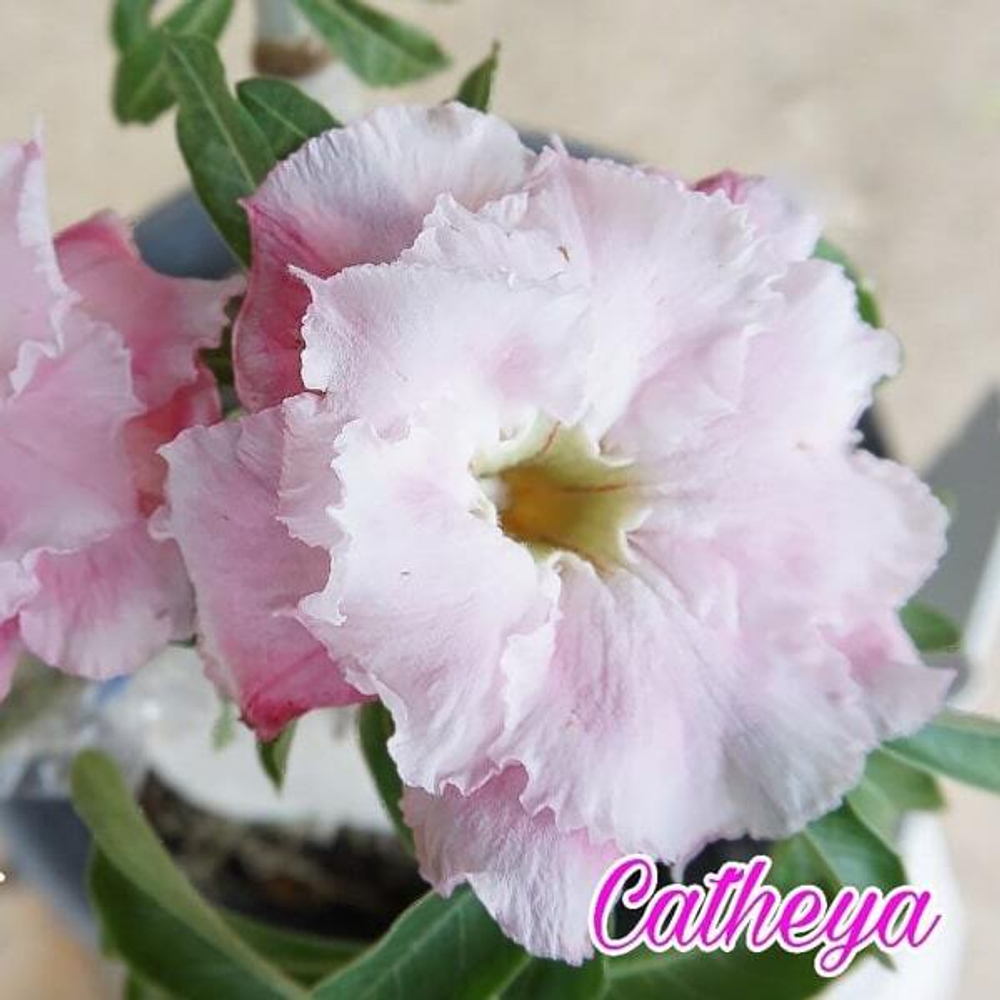 Адениум обесум CATHLEYA FRAGRANCE