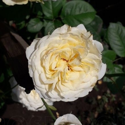 Рикухотару (Rikuhotaru)