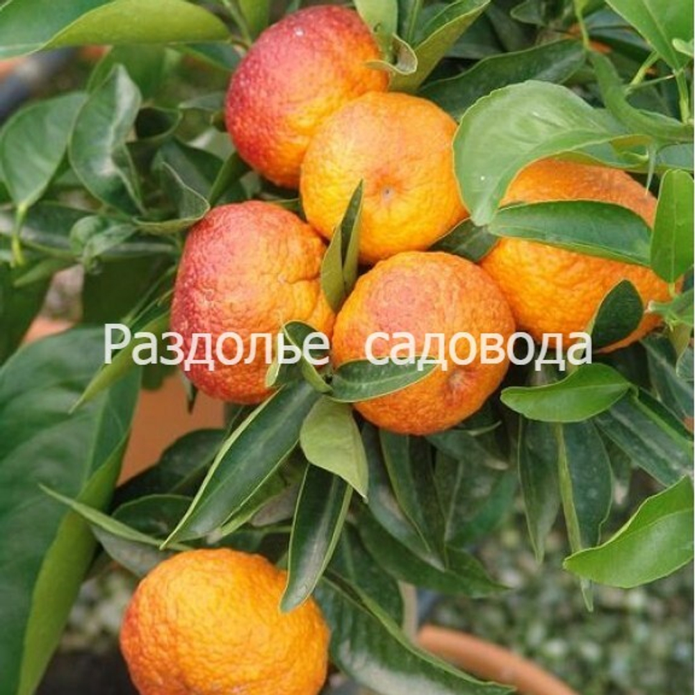 Клементин Амоа 8 