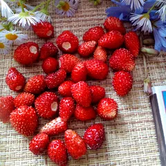 Земляника лесная / 450 мл (200-230 гр)