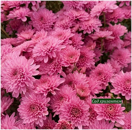 Мультифлора Bransound Pink ☘ м.108 🌿(нет в наличии)