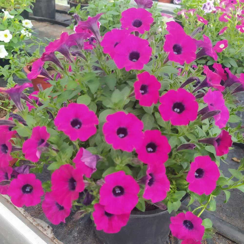 П18 Петуния ампельная Littletunia Shiraz