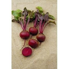 Камаро F1 семена свеклы (Vilmorin / Вильморин)