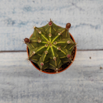 Gymnocalycium Friedrichii (Гимнокалициум)